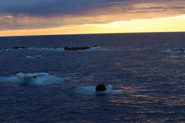 Walrus resting on sea ice and the sun rising in the background.
