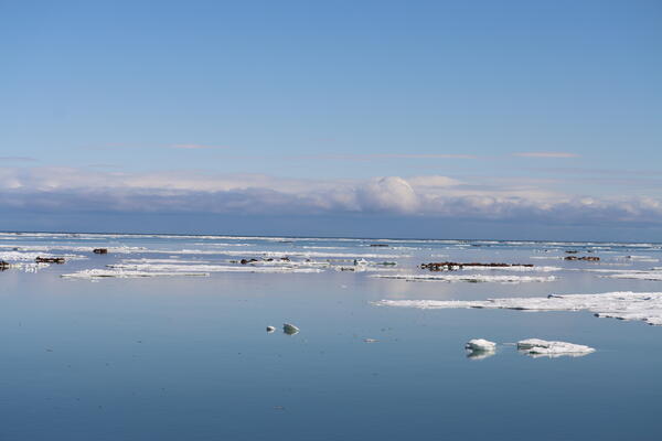 Walrus on ice flows with dark clouds in the background.