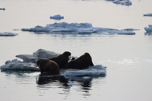 Three walruses laying on sea ice.