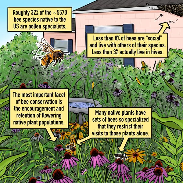 An infographic detailing how bees act as pollinators