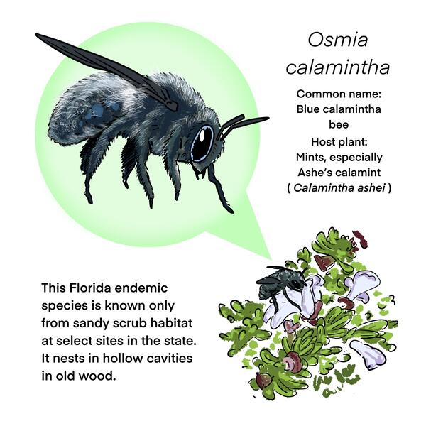 An infographic with details about the Blue Calamintha Bee