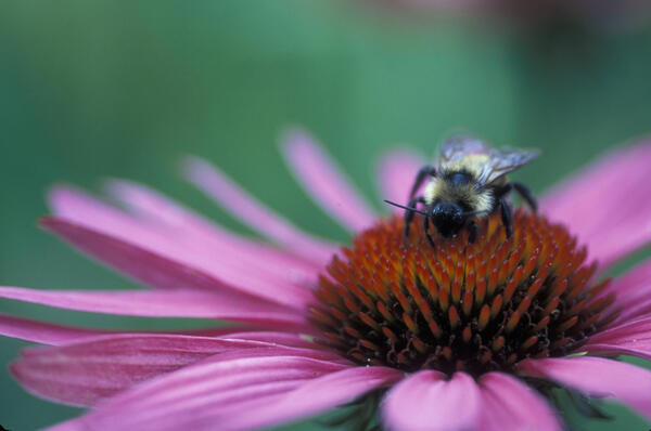 Bee perched on a echinacea purpurea, also known as purple coneflower