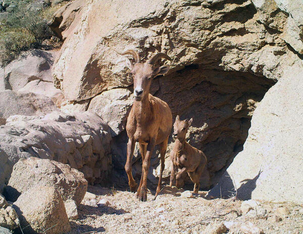 Two bighorn sheep emerge from a tinaja water catchment in southern AZ Cabeza Prieta National Wildlife Refuge
