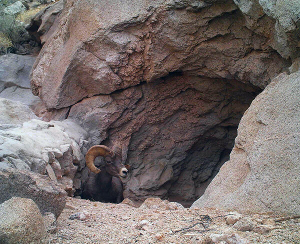 A bighorn sheep emerges from a tinaja water catchment, Cabeza Prieta National Wildlife Refuge, AZ