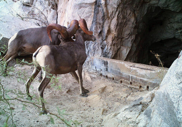 Two bighorn sheep butt heads next to a tinaja water catchment, Cabeza Prieta National Wildlife Refuge, AZ