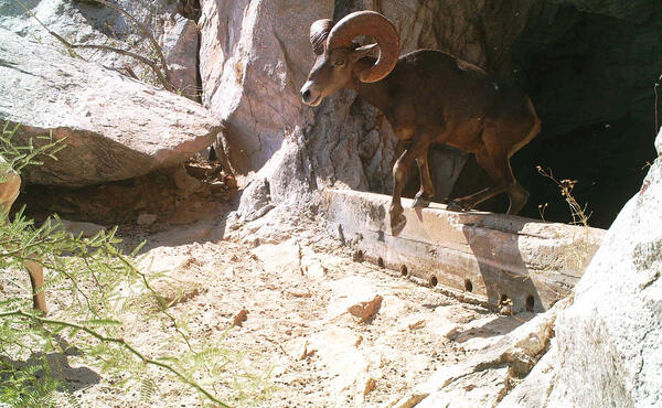 Bighorn sheep emerging from a tinaja water catchment in Cabeza Prieta National Wildlife Refuge, AZ