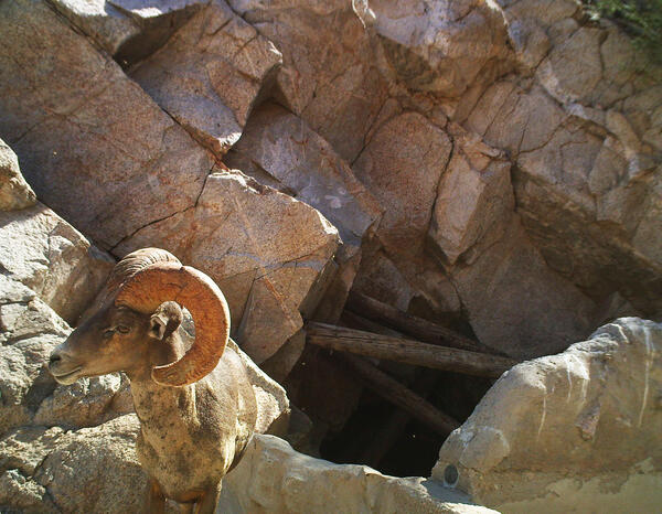 A bighorn sheep stands by a tinaja water catchment, Cabeza Prieta National Wildlife Refuge, AZ
