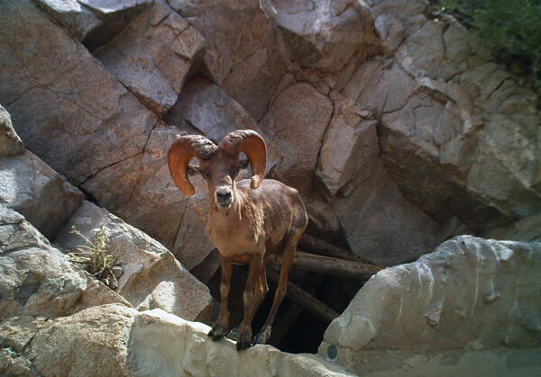 A bighorn sheep stands on the edge of a tinaja water catchment, Cabeza Prieta National Wildlife Refuge, AZ
