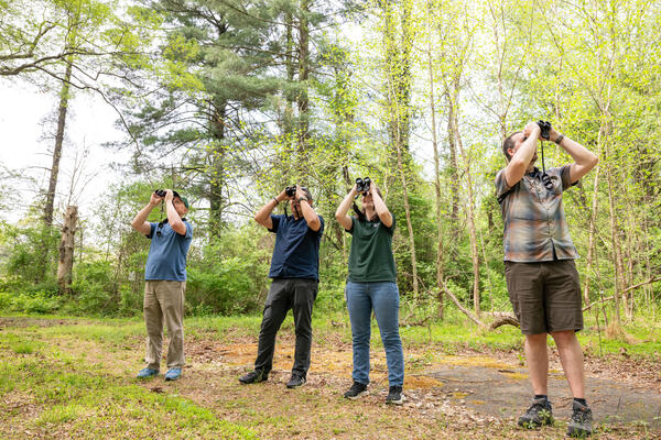 four birdwatchers look into the trees for migrating warblers