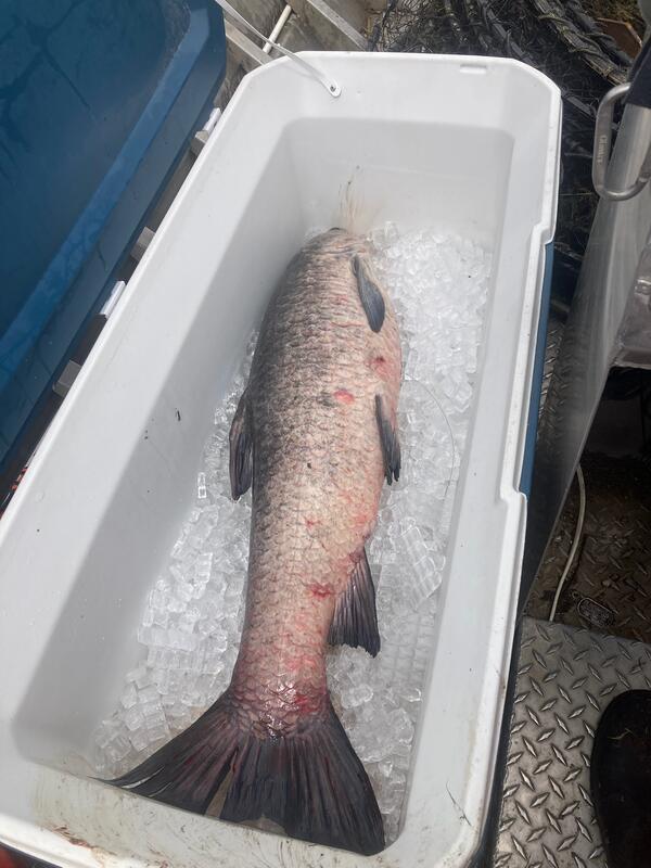 black carp on ice in a cooler