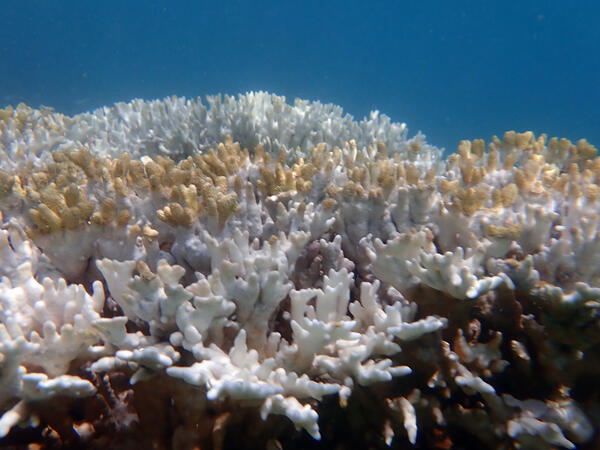 Coral showing signs of bleaching