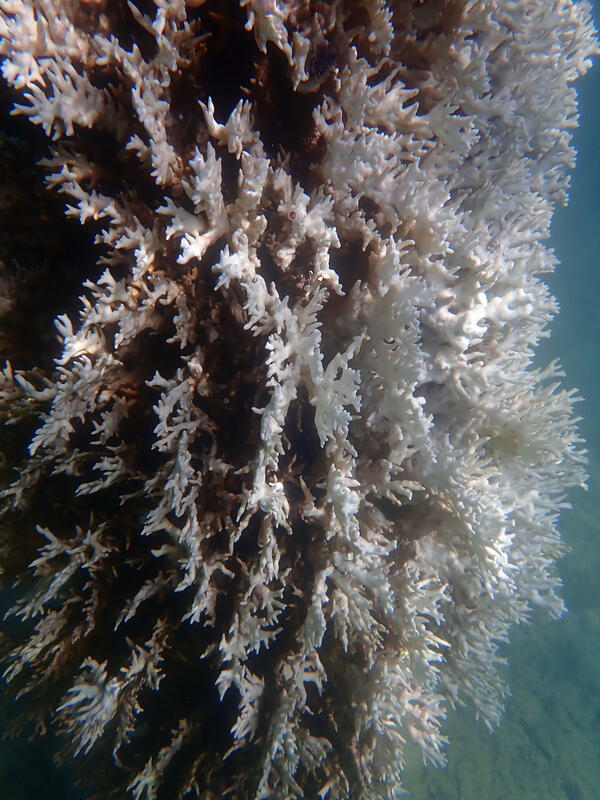 Coral showing signs of bleaching