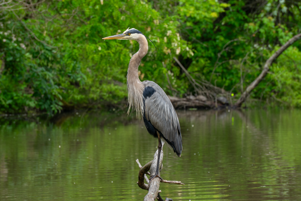 A heron stands on a log over a pond.