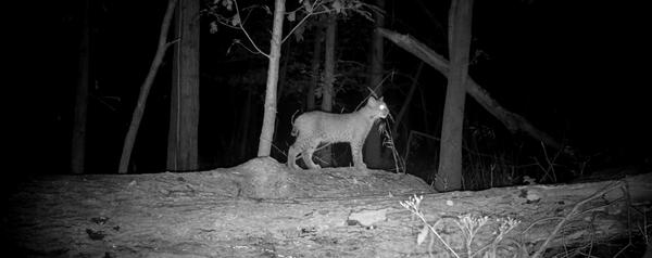 Bobcat spotted on a trail camera in New York