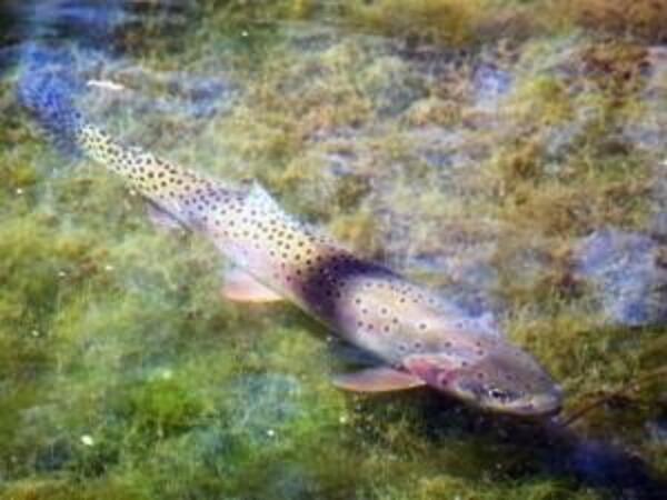 Bonneville cutthroat trout