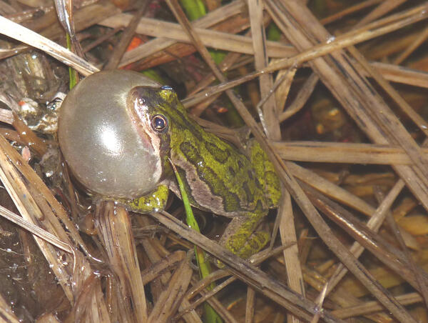 A green spotted frog's throat pouch is blown up with air