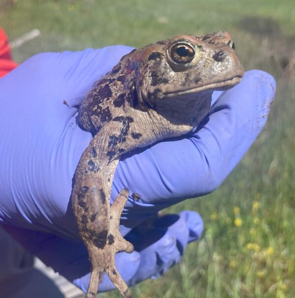 Boreal toad