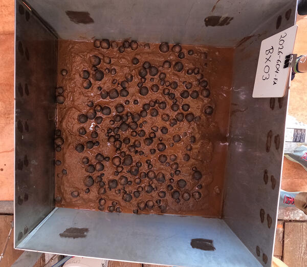 Box core sample containing polymetallic nodules from American Samoa
