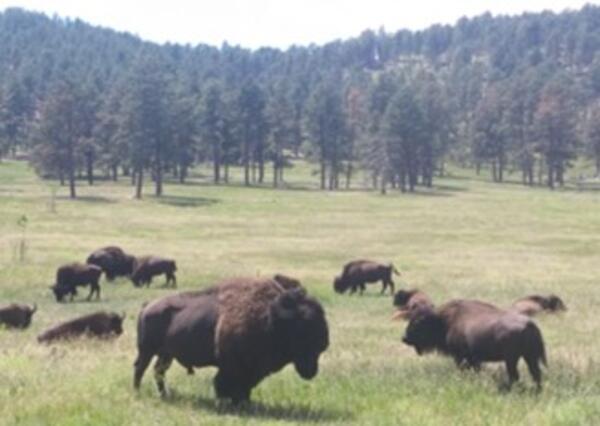 Several bison laying and eating in a grassy field in Custer State Park, SD