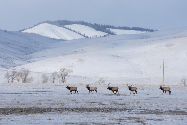 Line of five elk on a field with snow-covered hills in the background