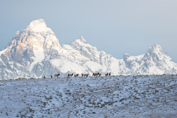 Elk with Teton Range in background