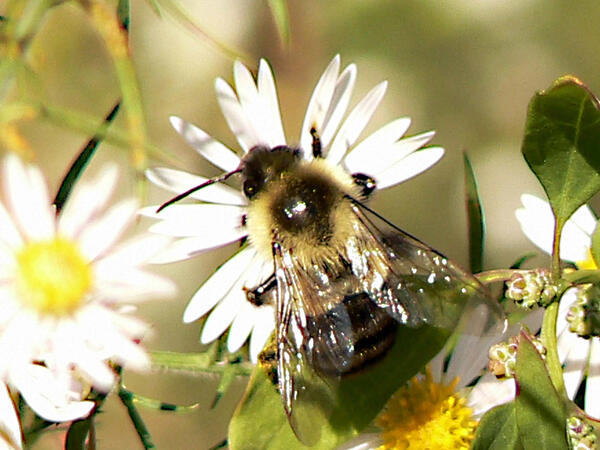 Bumble bee perched on a daisy flower 