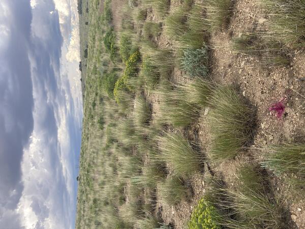 a field of bunchgrasses interspersed with plants with yellow flowers and bare ground