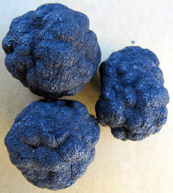 Ferromanganese nodules collected from the Clariton-Clipperton Zone