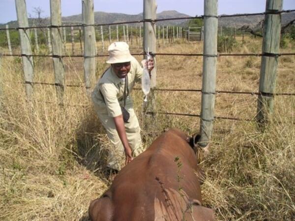 Camille Hopkins stands next to a baby rhino, providing the rhino with fluids through an IV.