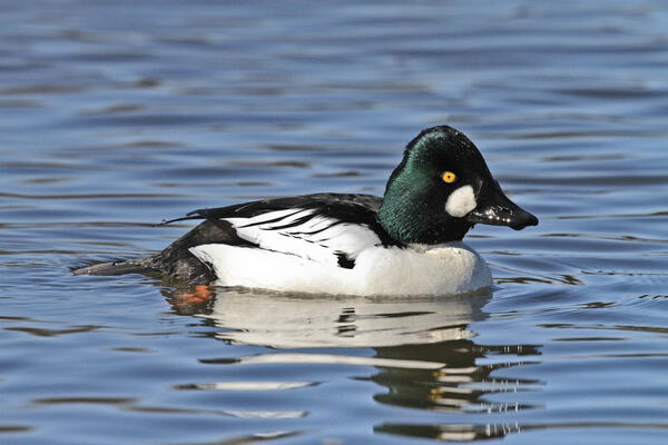 White and black duck with a green head and white cheek patch.