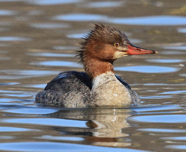 Brown and gray duck with a pointy red bill and a mohawk.