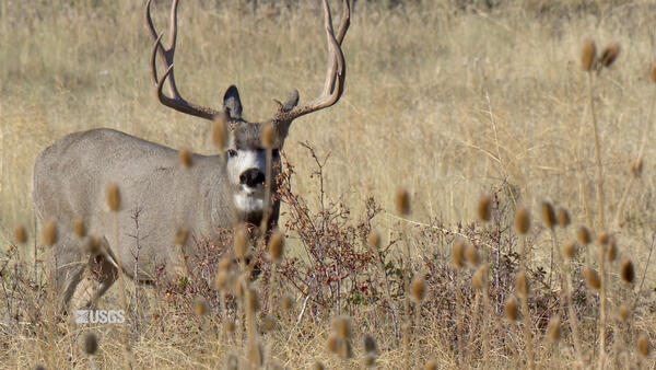 A deer with antlers stands in tall grasses