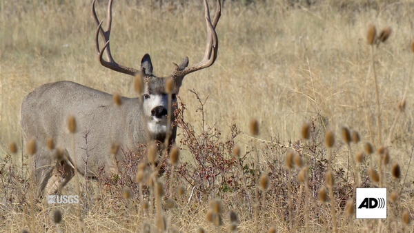 A deer with antlers stands in tall grasses. AD logo in corner.