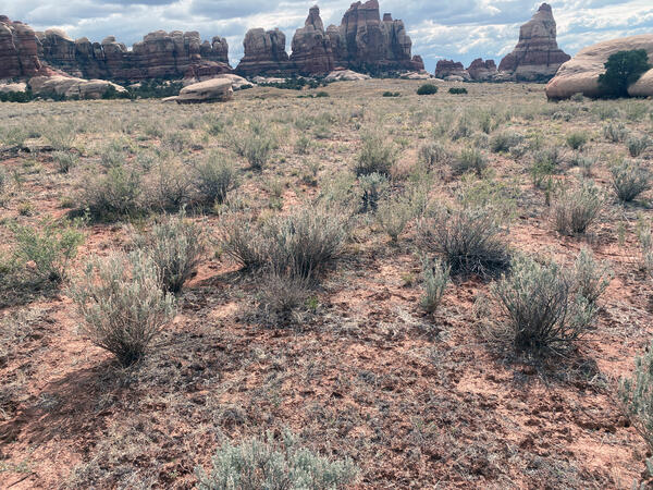 Shrubs, grasses, biocrusts and red soils with rock formations in the distance in Canyonlands NP