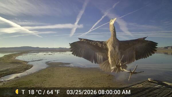 Bird is facing directly toward the camera lens with its large wings fully extended. Shallow wetland landscape 