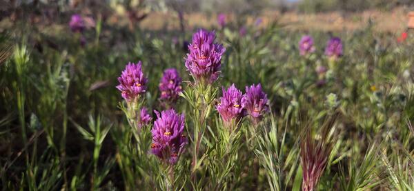 A close up photo of purple owl’s clover (Castilleja exserta) flowers blooming, there are multiple flowers with many bright purple petals blooming, with some in focus in the foreground and others in soft focus in the background