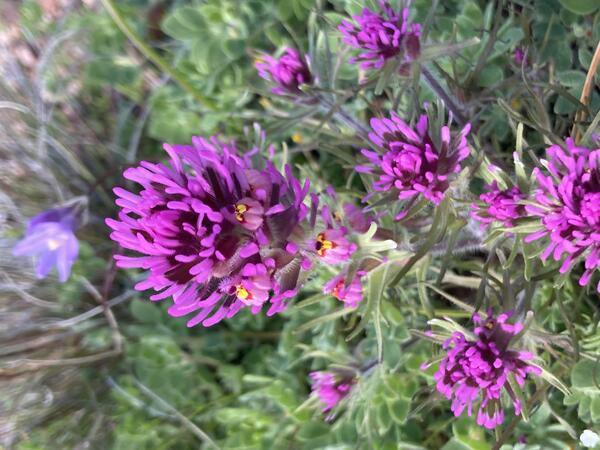 Purple Owl's Clover (Plantago patagonica) flowers