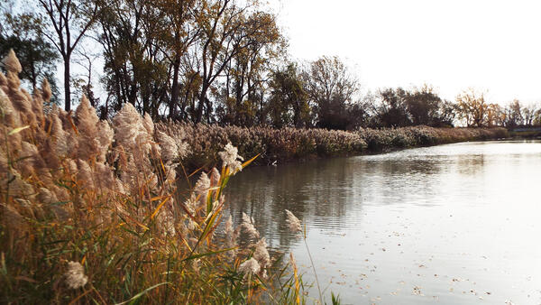 Invasive Phragmites plants on the shore of a lake