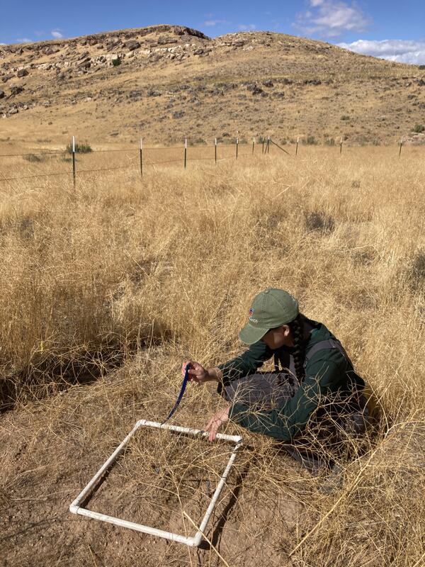 A USGS biologist monitors a RestoreNet plot filled with cheatgrass and tall tumblemustard