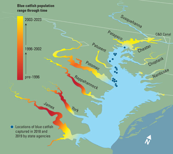 A colorful map of the Chesapeake Bay Watershed with dots showing where invasive blue catfish are.