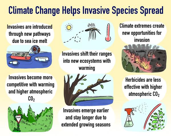 Cartoon graphic illustrating 6 mechanisms climate change helps invasive species spread, described in the caption