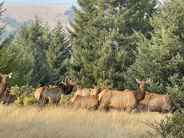Group of elk in front of trees with one looking at camera