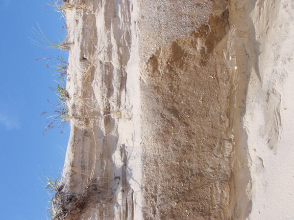 A close-up of an eroded ocean dune scarp