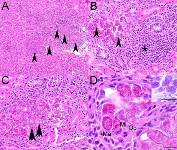 Photomicrographs from a Canada Goose (Branta canadensis) from Ohio, USA.