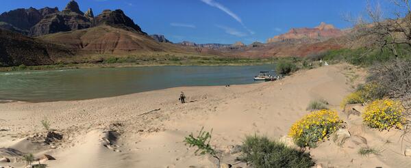 Sandbar that had nonnative vegetation removal on the Colorado River in Grand Canyon