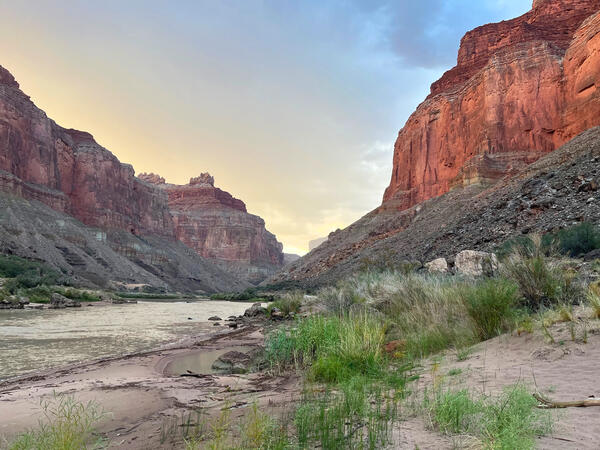 A sandbar with riparian vegetation along the Colorado River in Grand Canyon with a yellow/pink/blue sky