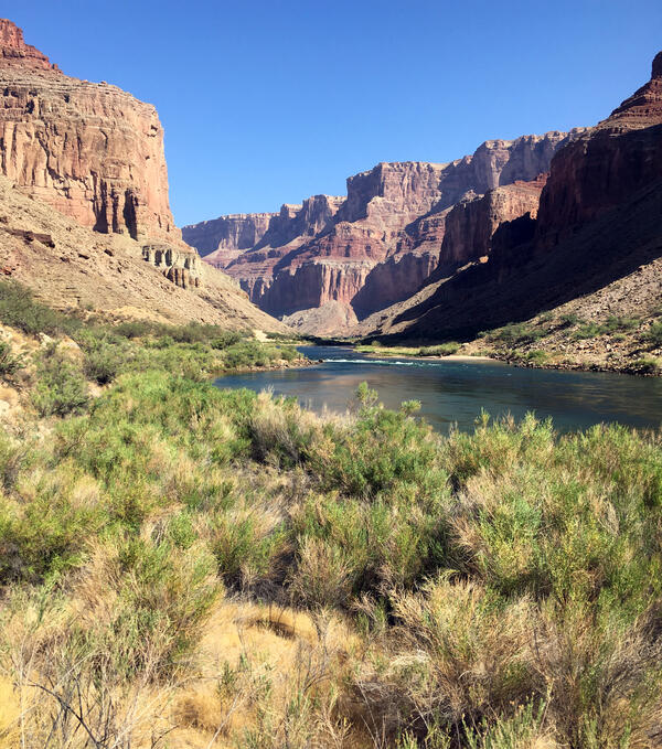 The blue-green Colorado River winds past riparian vegetation with red canyon walls against a blue sky in Grand Canyon