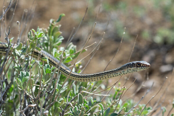 a yellow and black patterned snake moving through the tops of a bush
