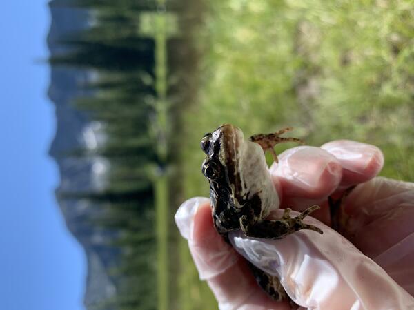A gloved hand holds a splotchy frog in front of a scenic wetland with mountains in the background