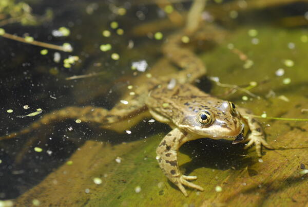 Columbia Spotted Frog partially submerged in the water
